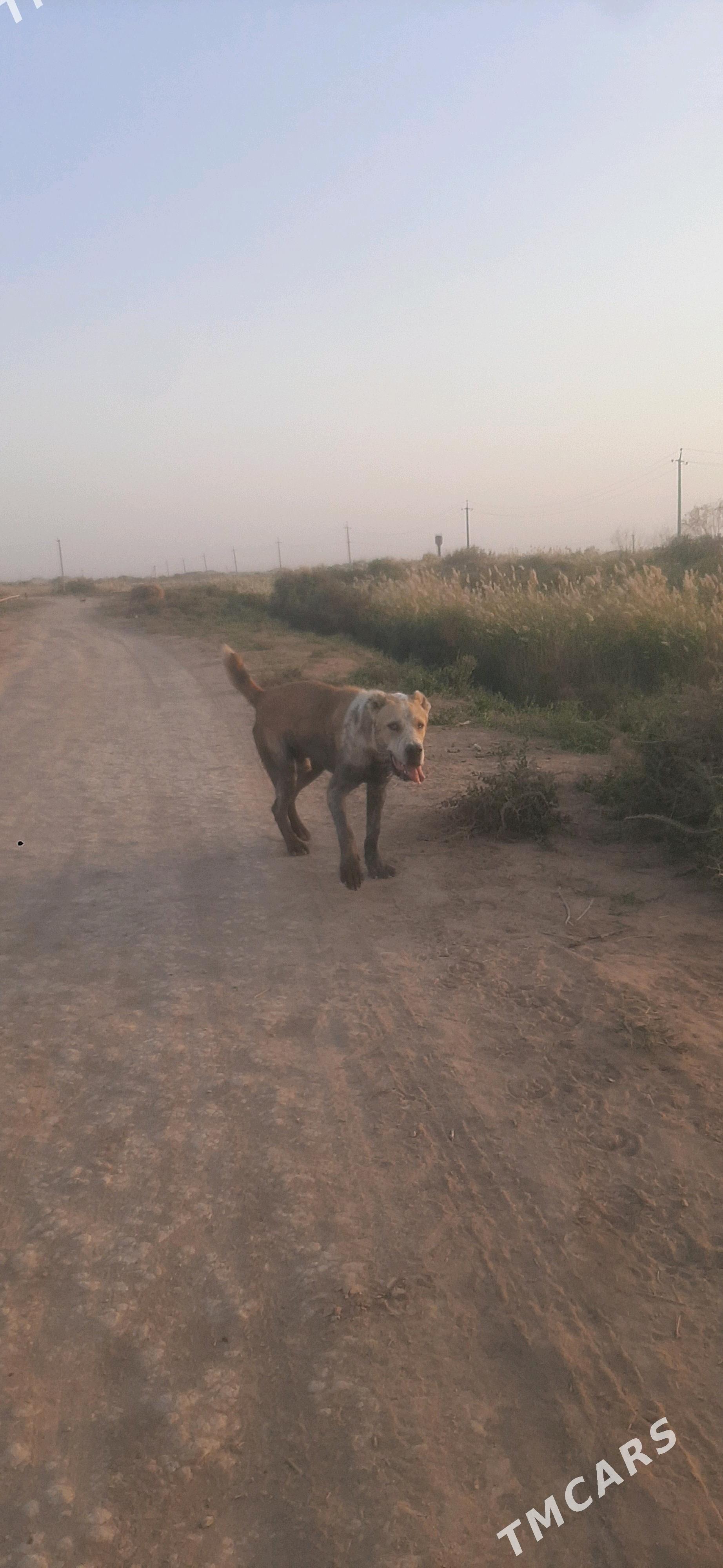 GAPLAŇ - Теджен - img 4