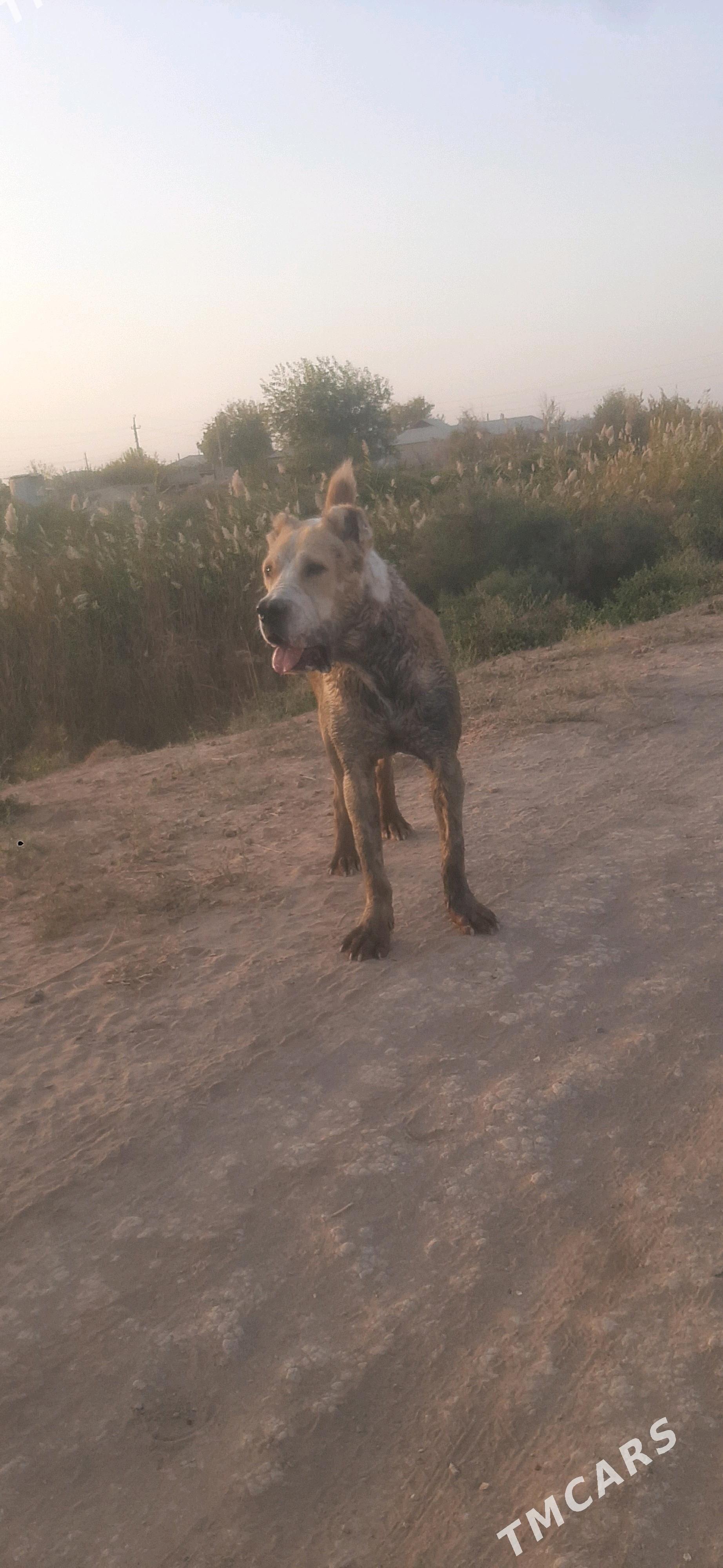 GAPLAŇ - Теджен - img 5