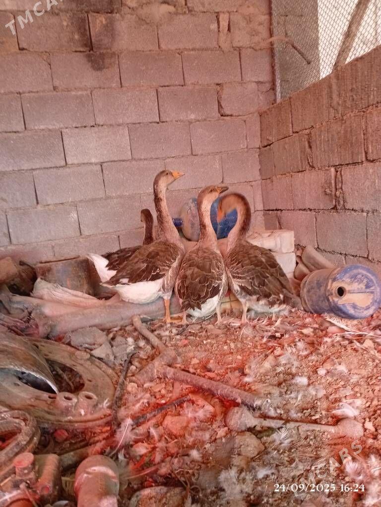 Gaz guss - Herrikgala - img 2