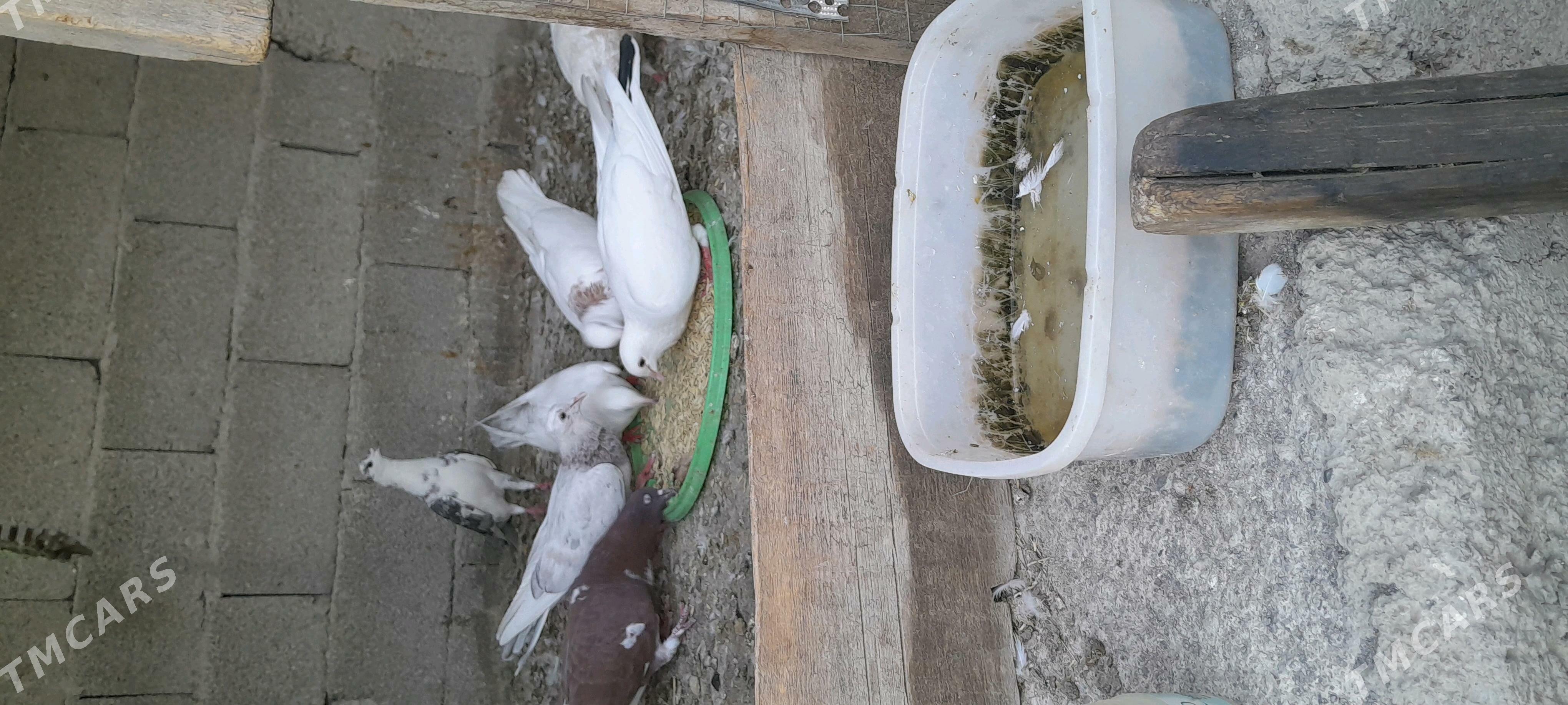 kepderi - Gökdepe - img 2