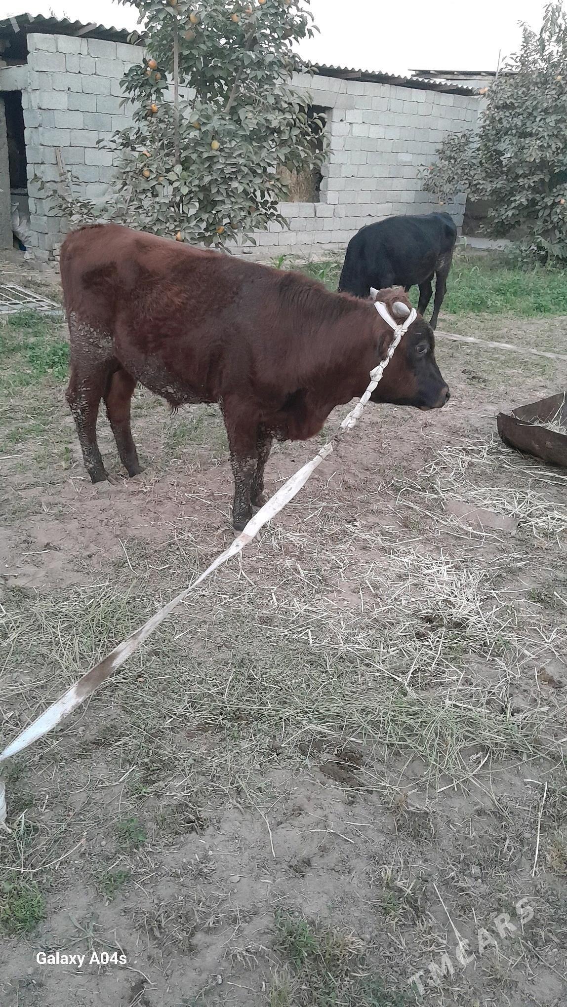 okuz - Bagyr - img 2