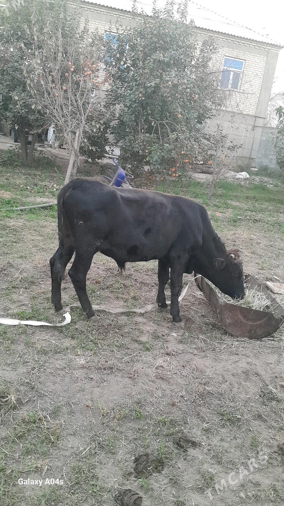 okuz - Bagyr - img 3