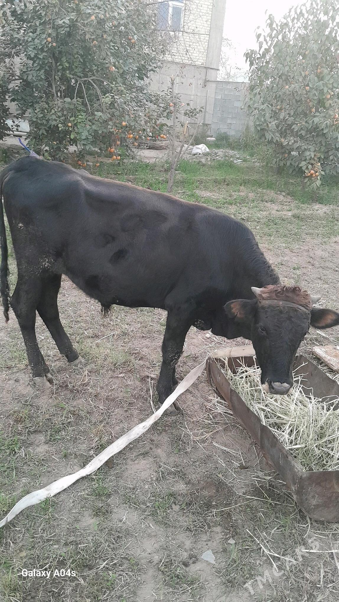 okuz - Bagyr - img 4