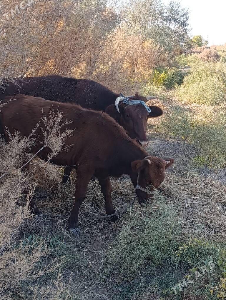 Танали сыгыр - Daşoguz - img 5