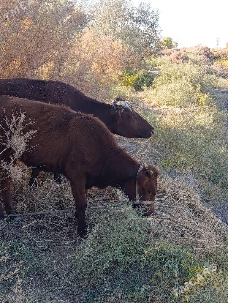 Танали сыгыр - Daşoguz - img 1