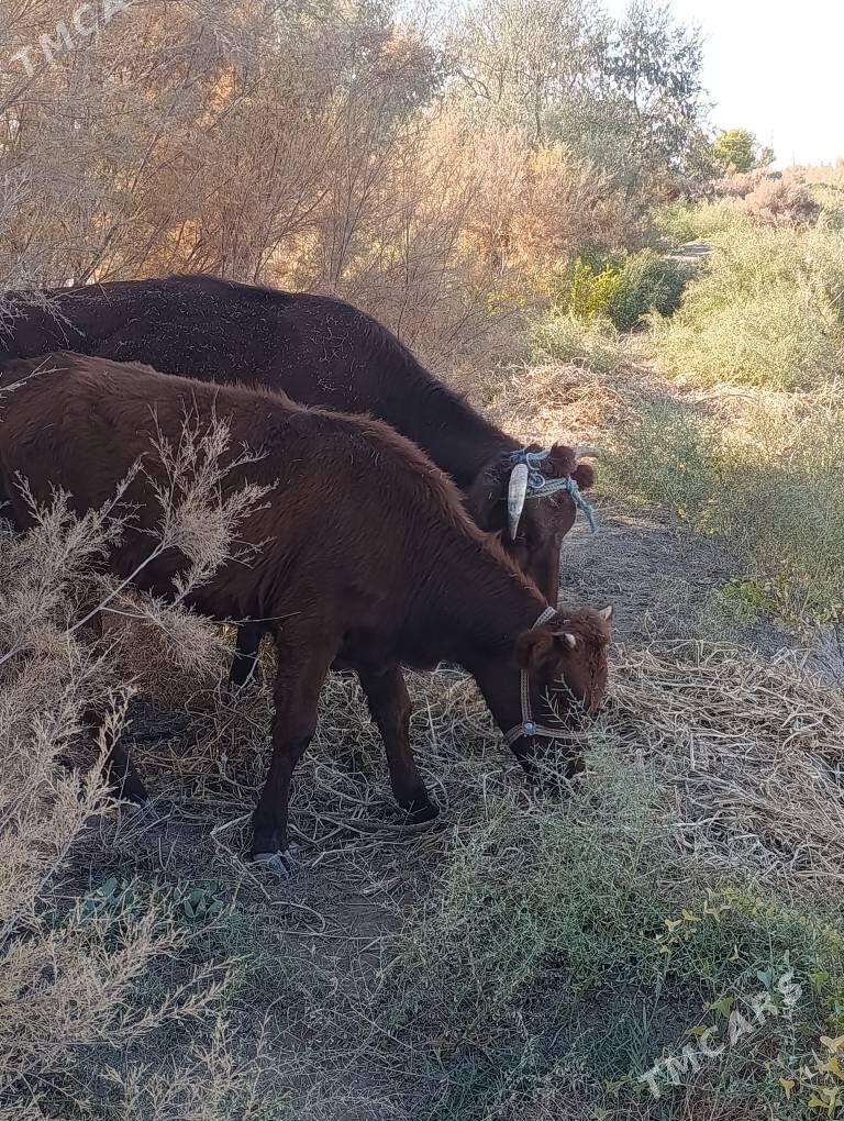 Танали сыгыр - Daşoguz - img 4