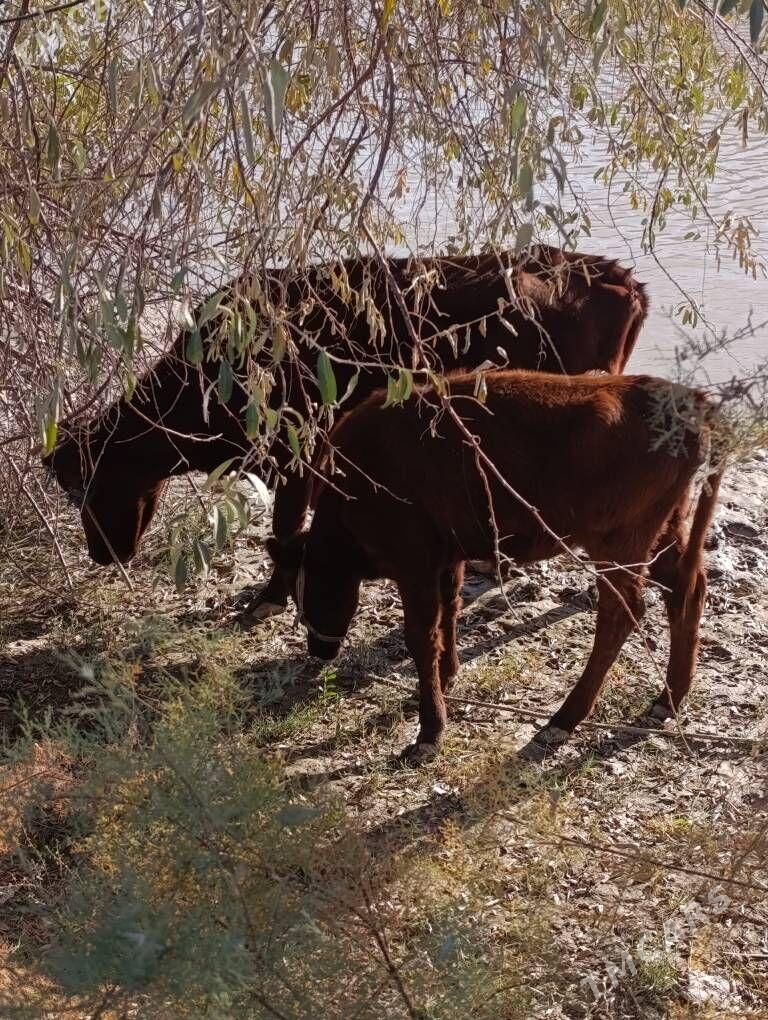 Танали сыгыр - Daşoguz - img 3