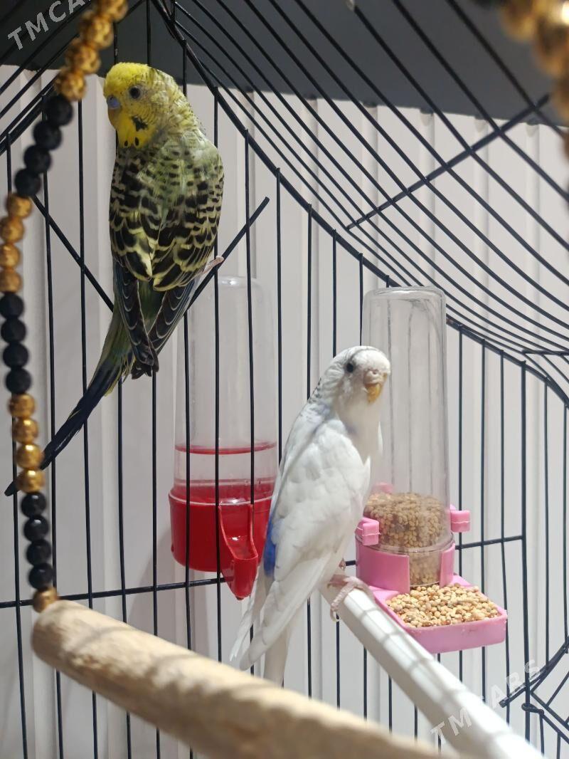 попугай с клеткой - Мары - img 1