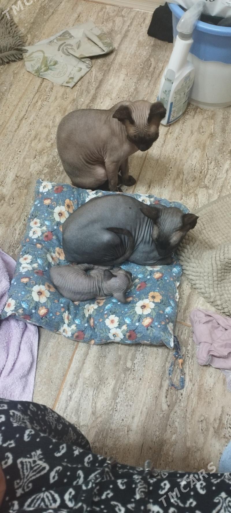 сфинкс порода - Туркменабат - img 2