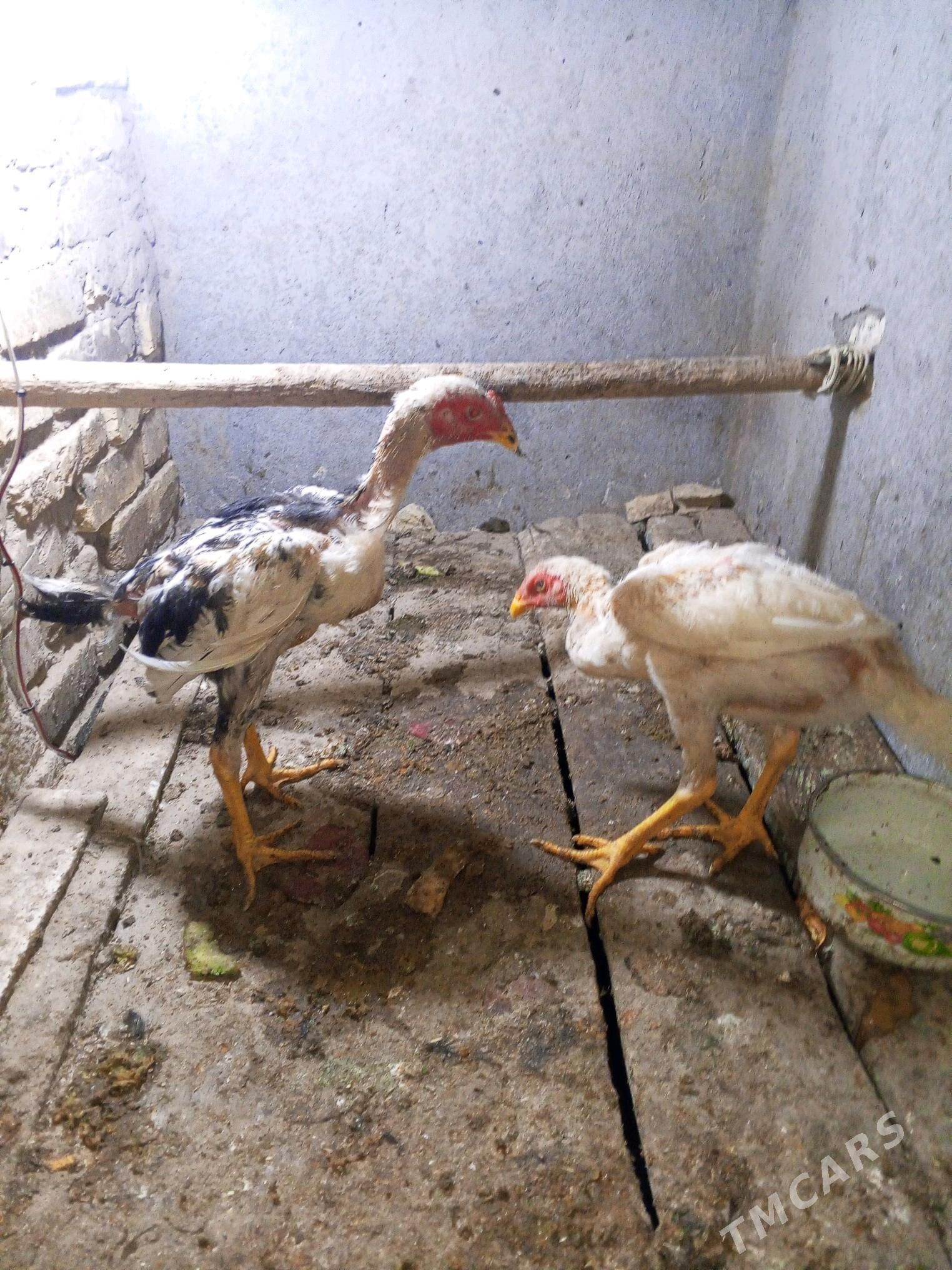 baysy bayyes horaz - Мары - img 3