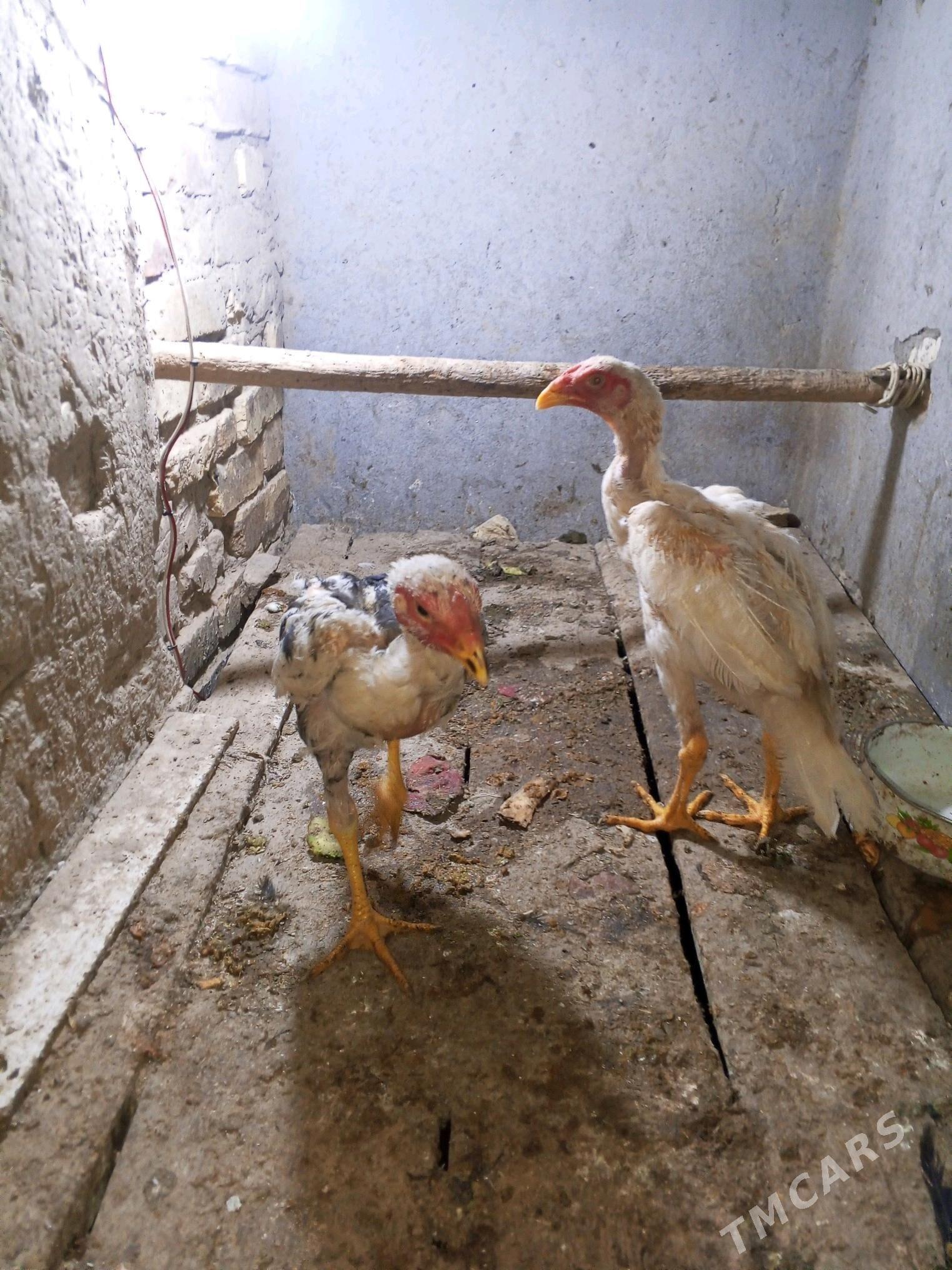 baysy bayyes horaz - Мары - img 2