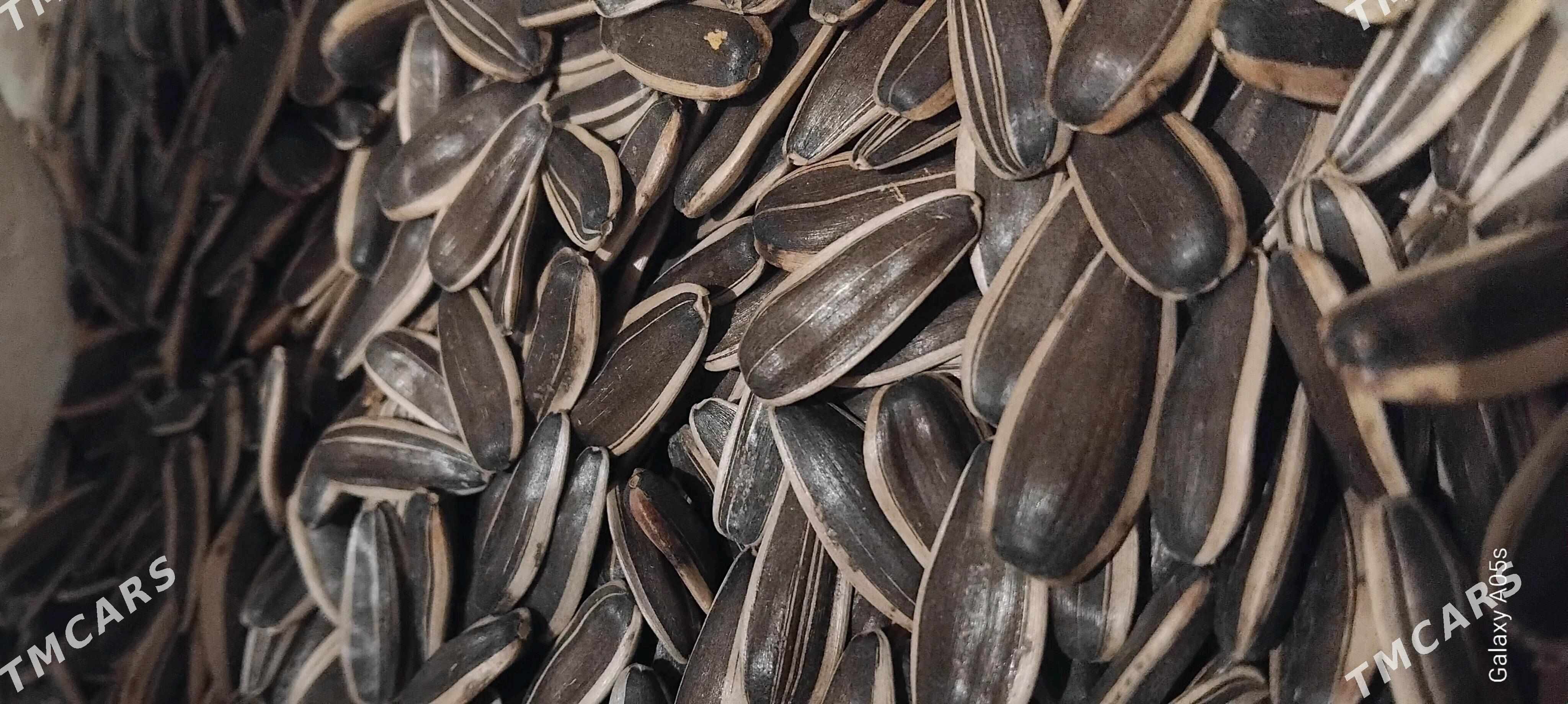 Günebakar çigit - Яшлык - img 1