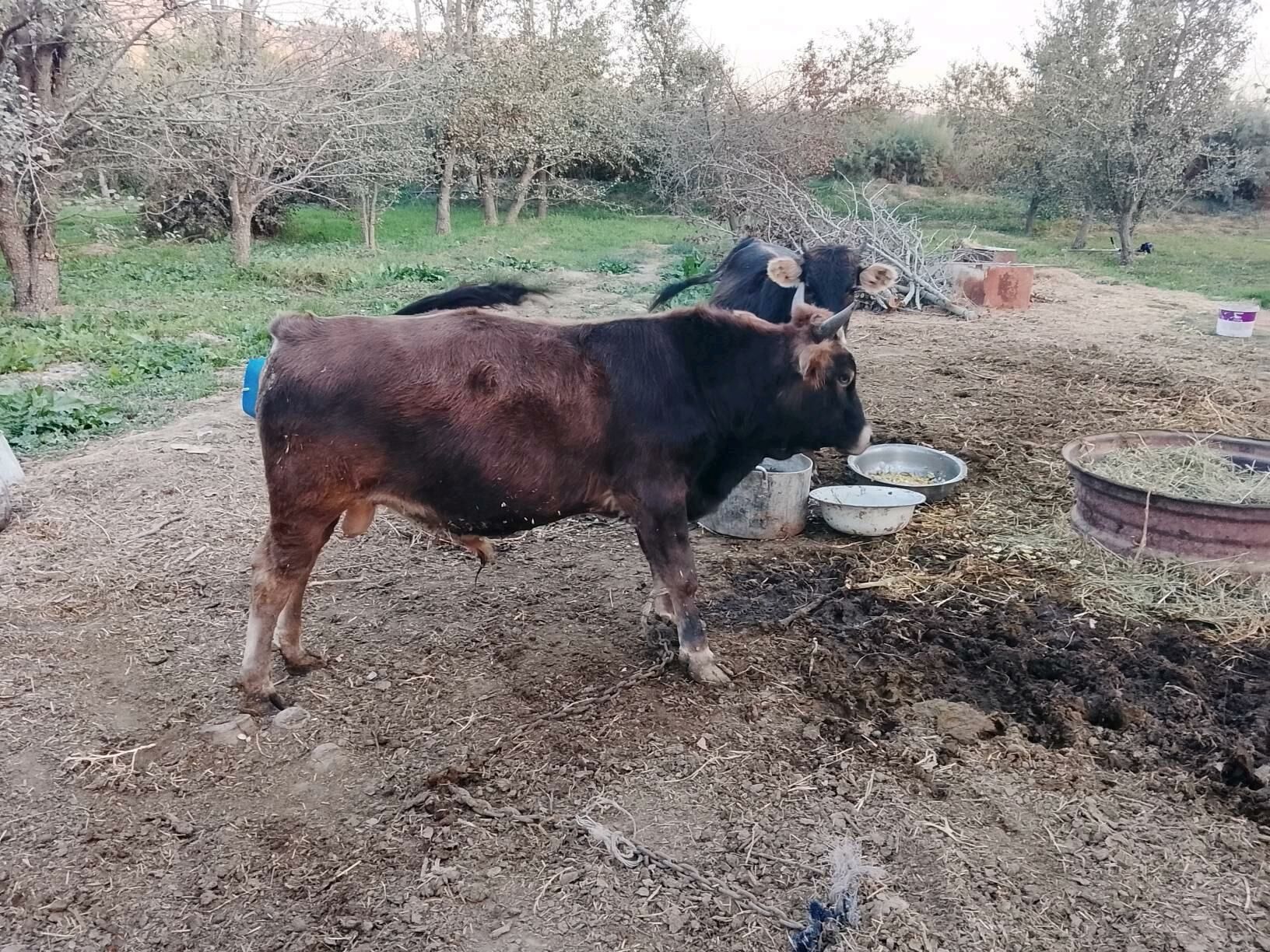 Öküz - Magtymguly - img 2