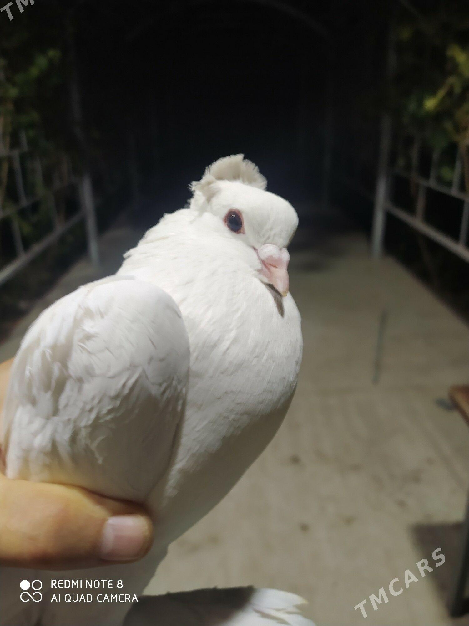 Голуб - Туркменабат - img 4