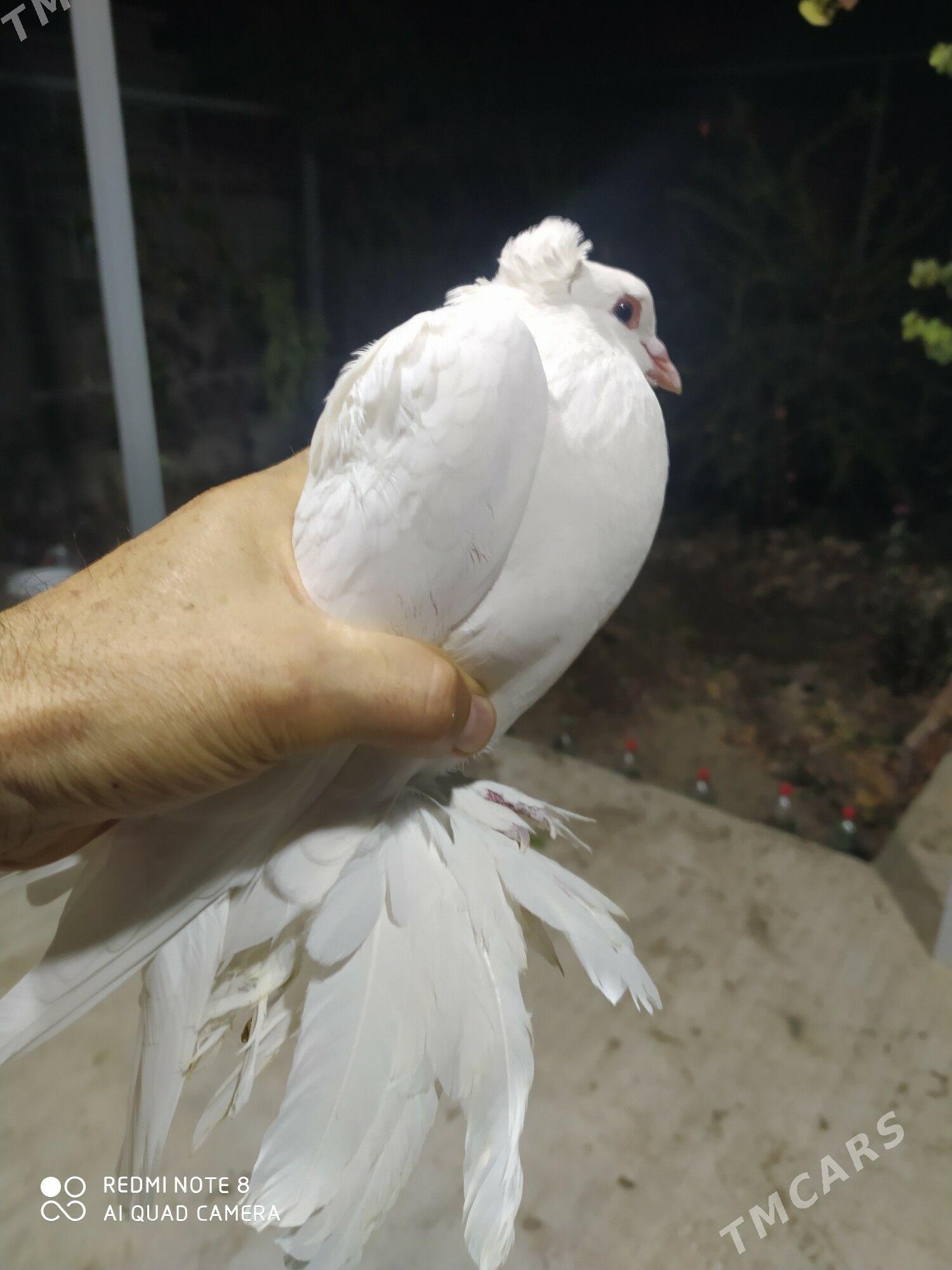 Голуб - Туркменабат - img 2