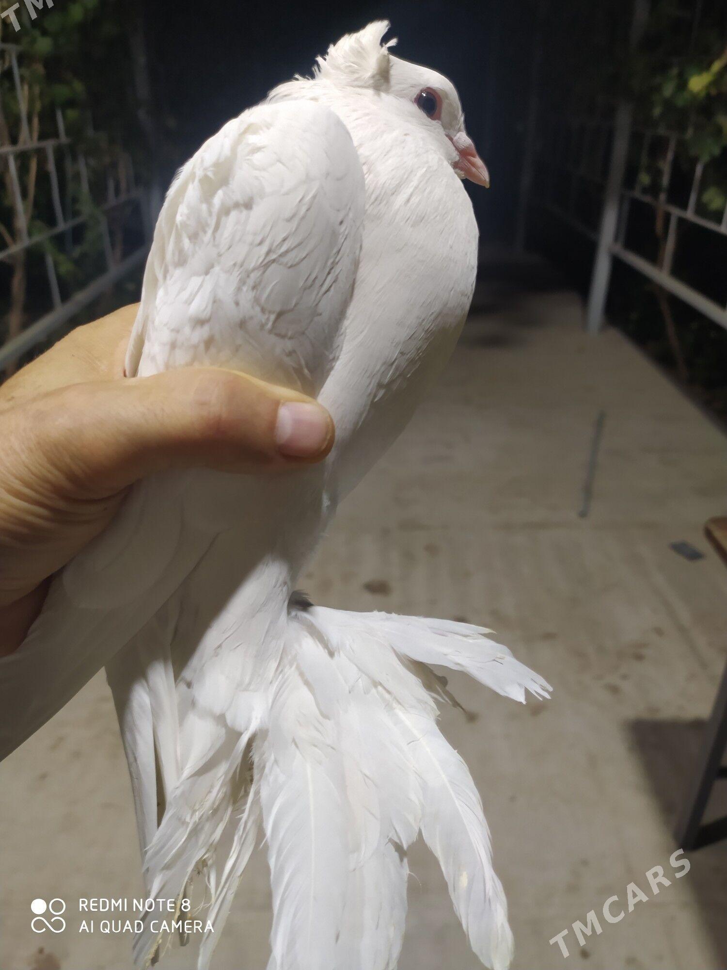 Голуб - Туркменабат - img 3