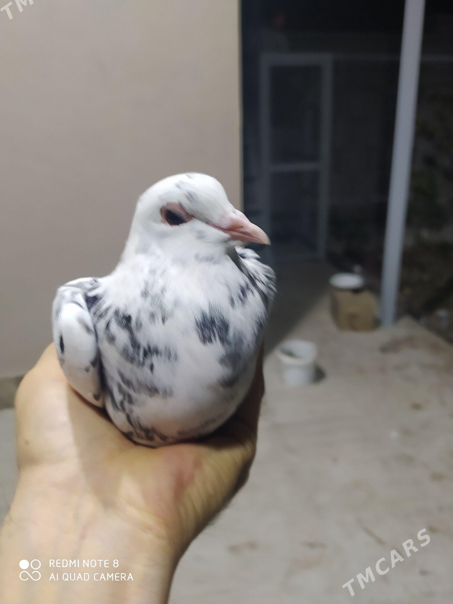 голуб - Туркменабат - img 1