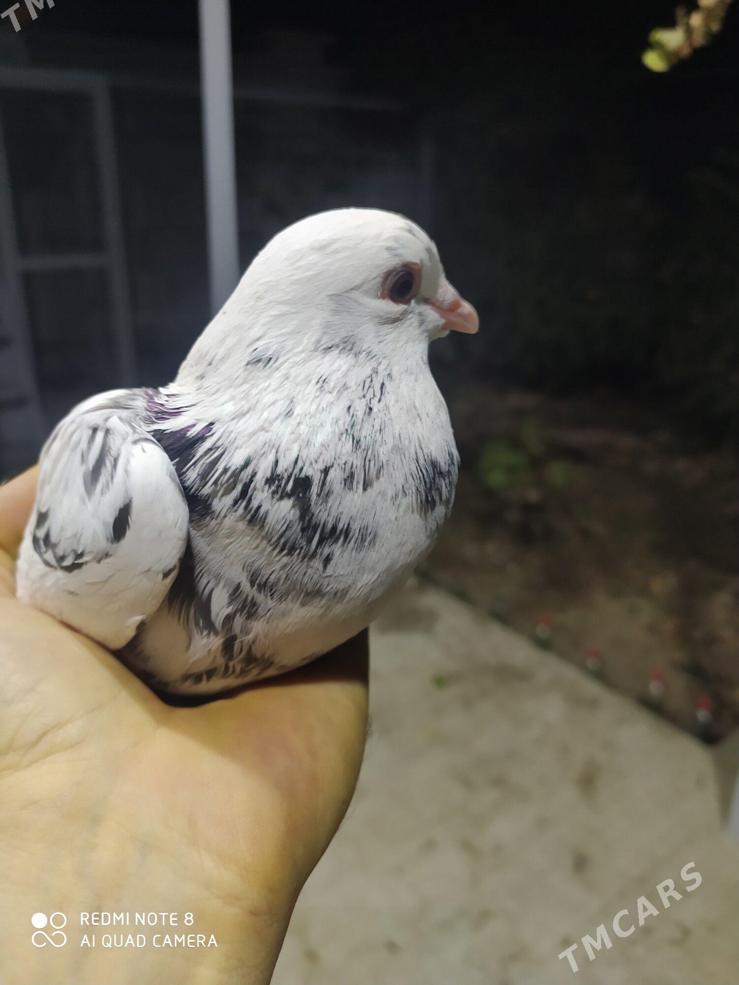 голуб - Туркменабат - img 3