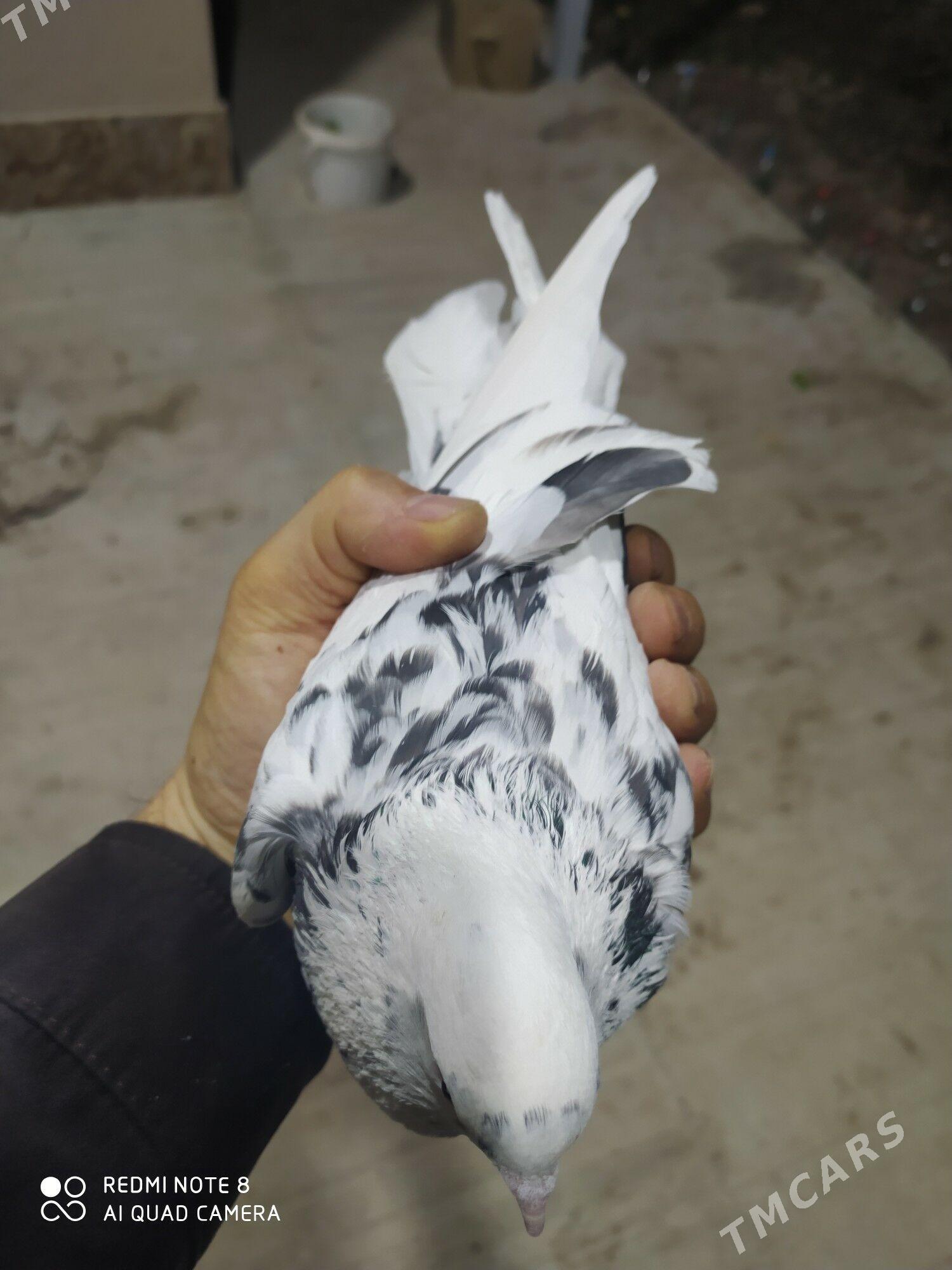 голуб - Туркменабат - img 2