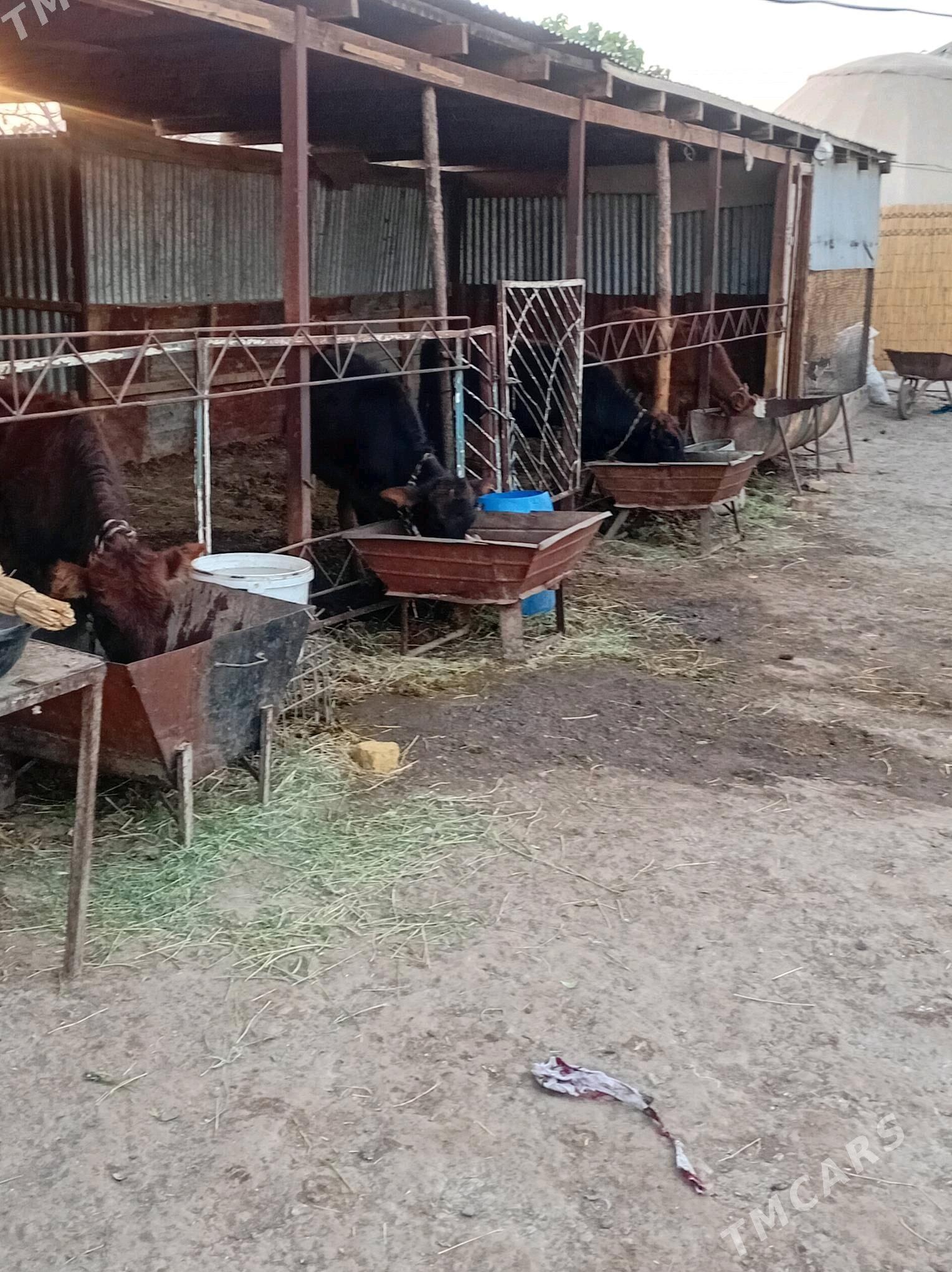 gulajyn göleler - Мары - img 1