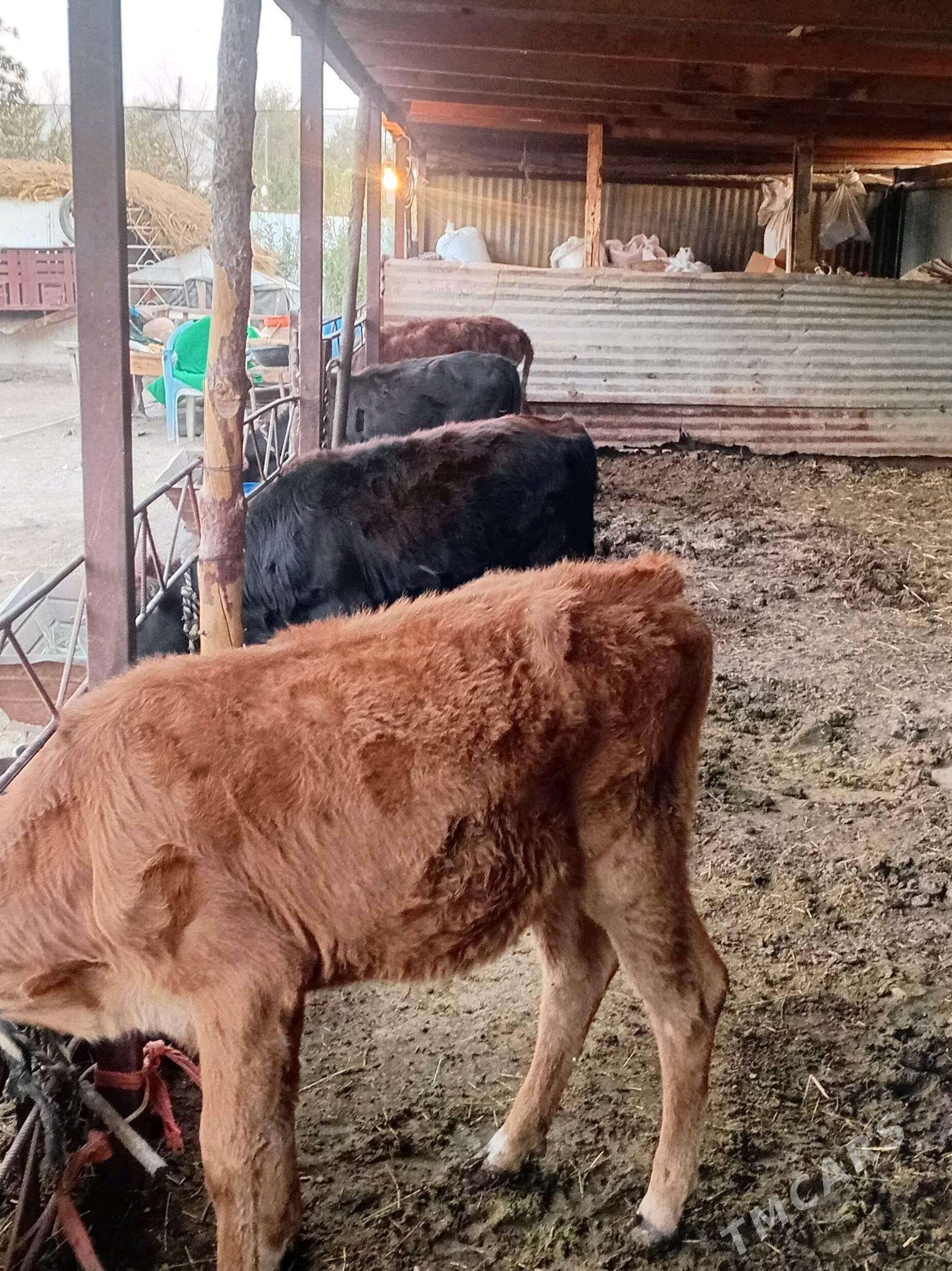 gulajyn göleler - Мары - img 2