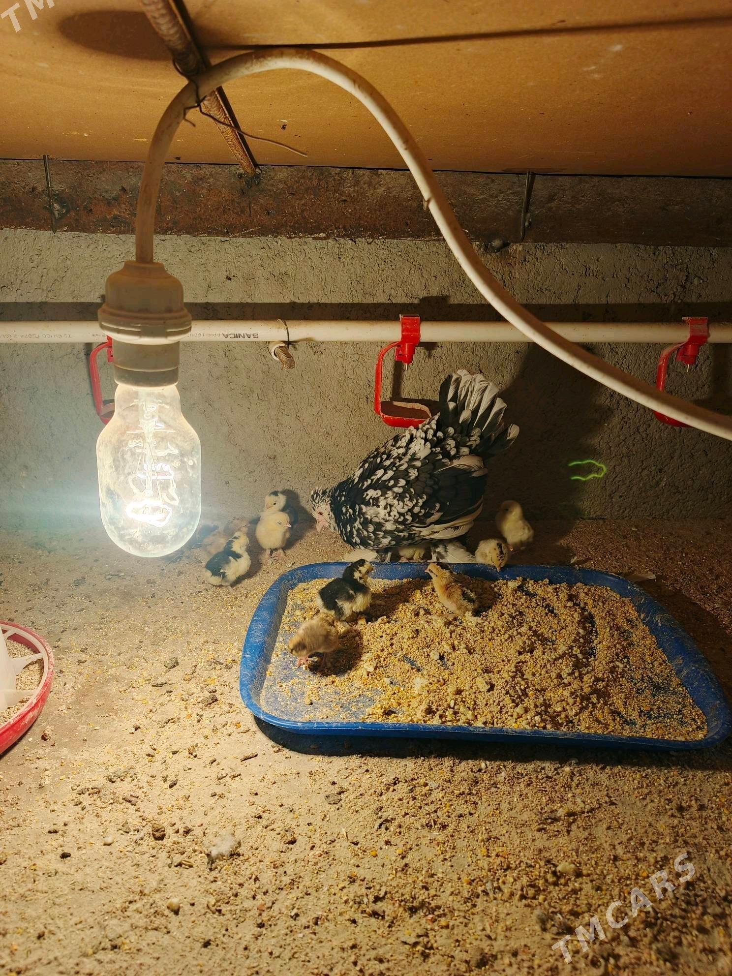 Karlik - Bäherden - img 1