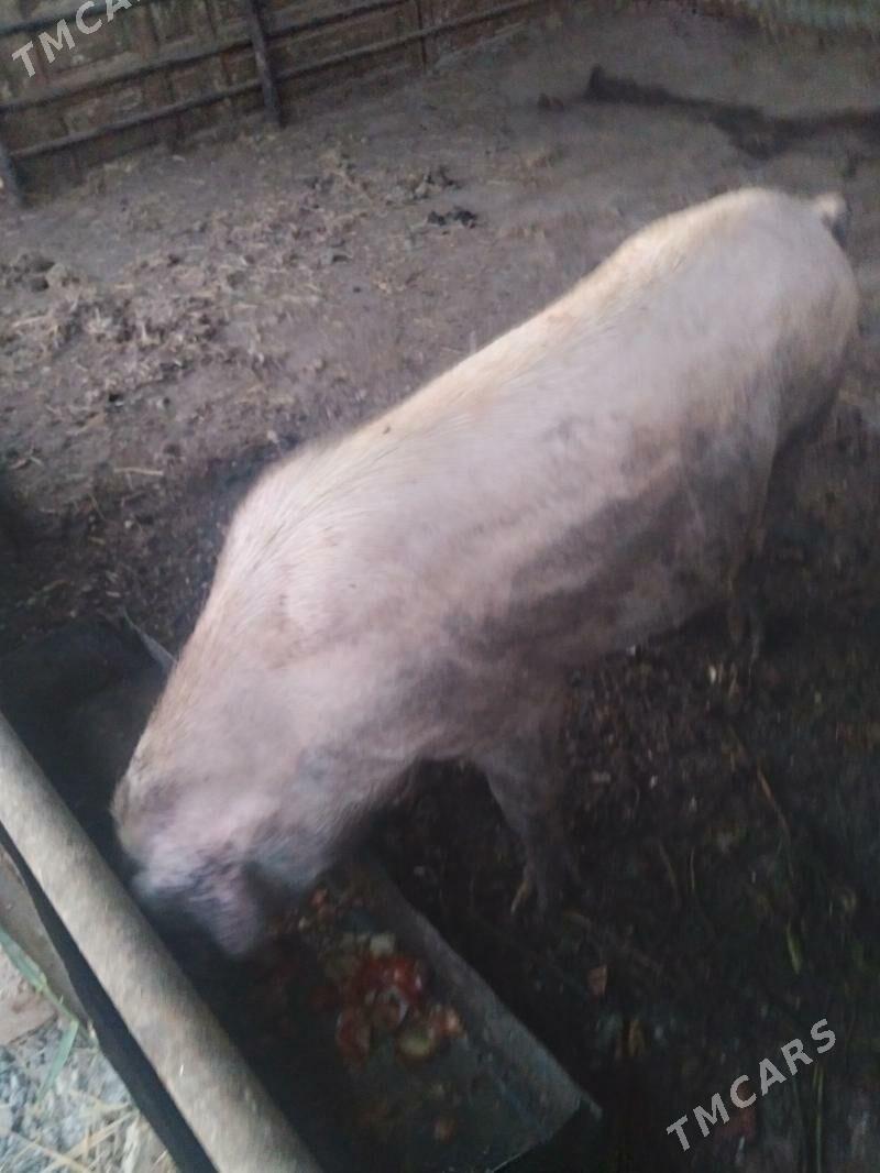 doñuz - Çärjew - img 1