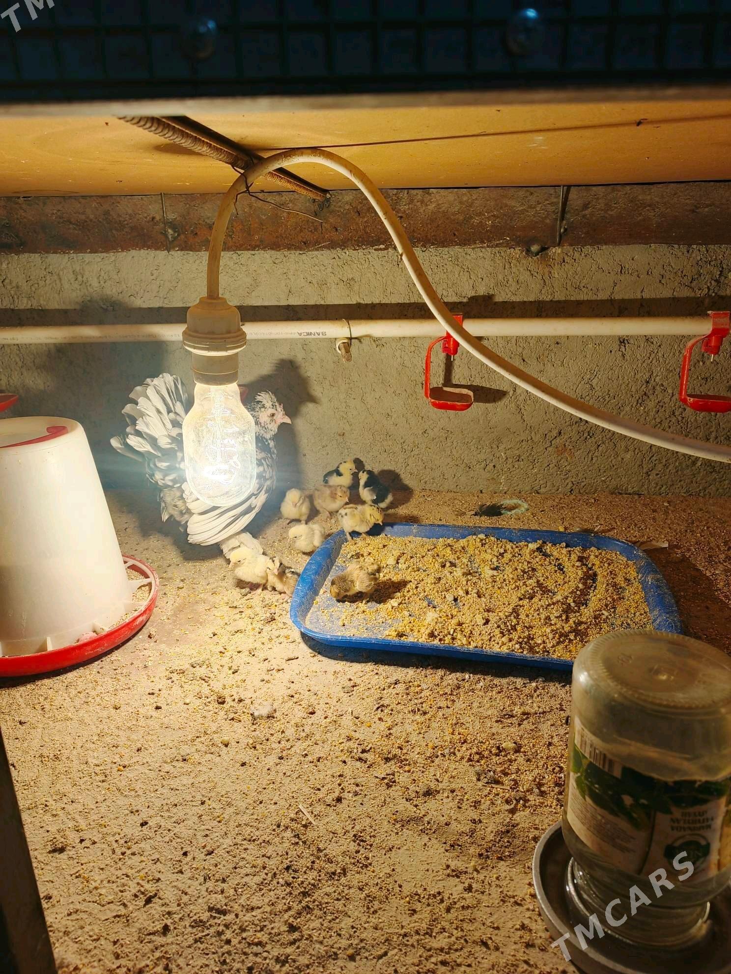 Karlik - Bäherden - img 3