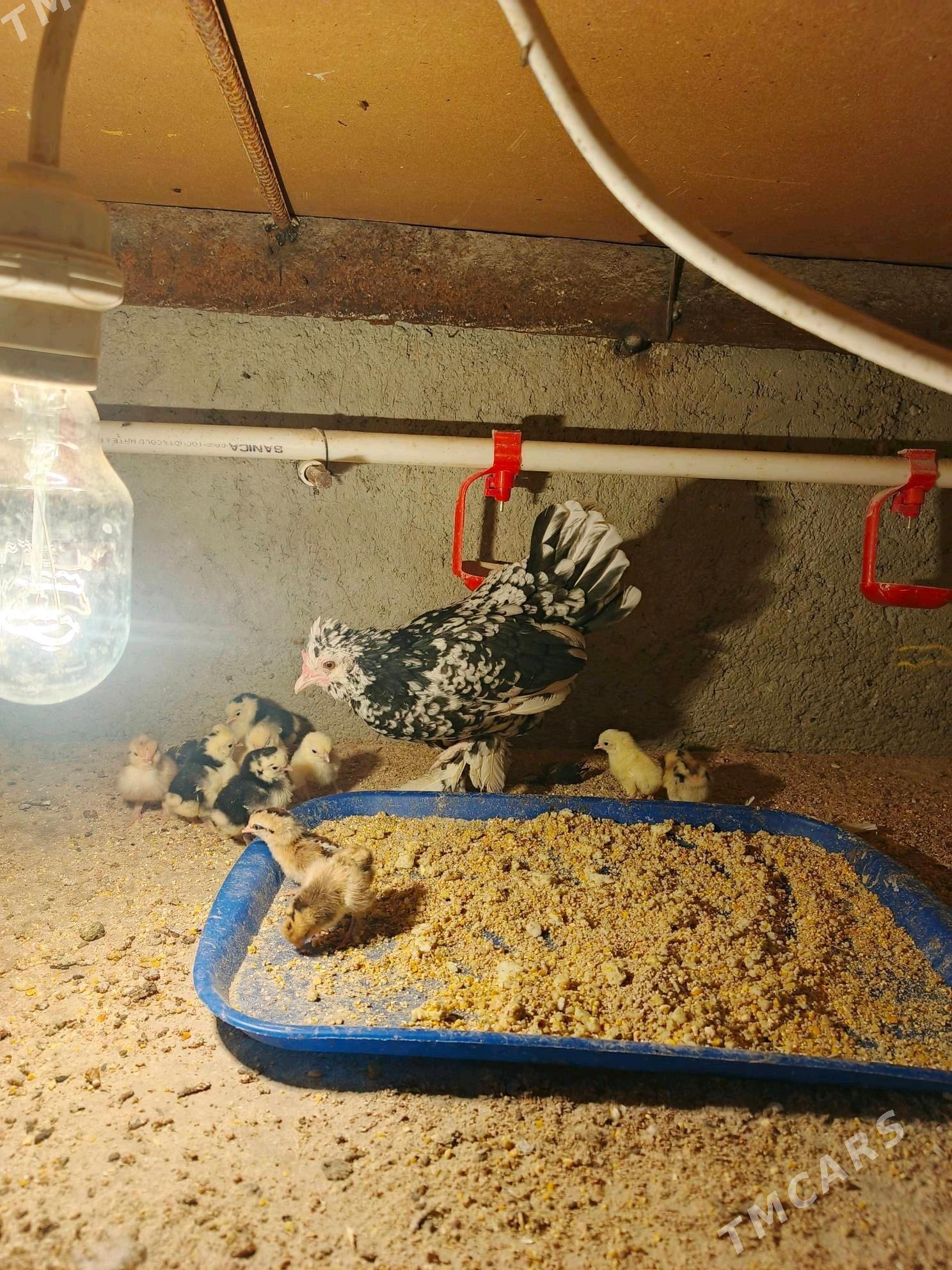 Karlik - Bäherden - img 2