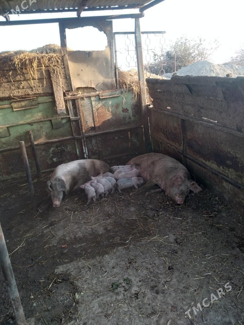 doñuz - Çärjew - img 3