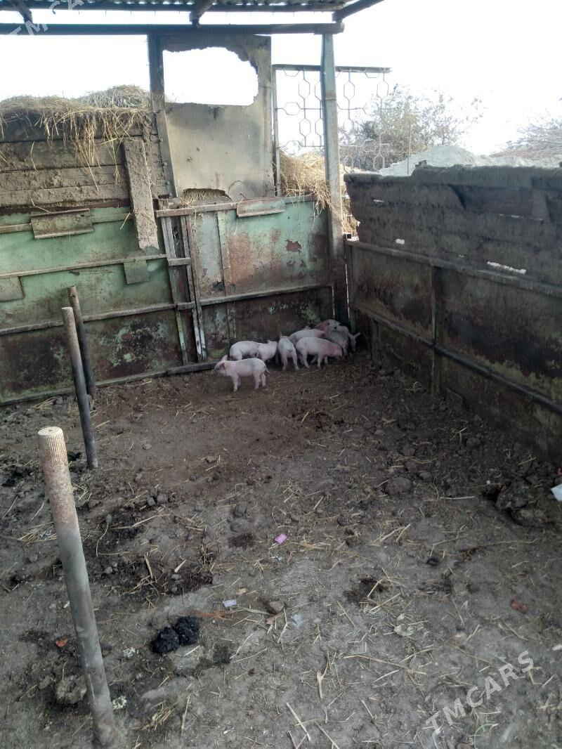 doñuz - Çärjew - img 2