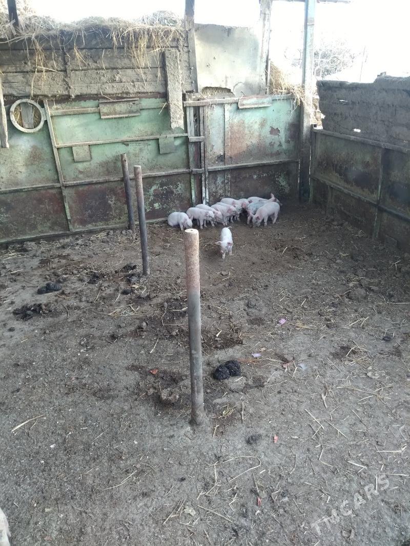 doñuz - Çärjew - img 4