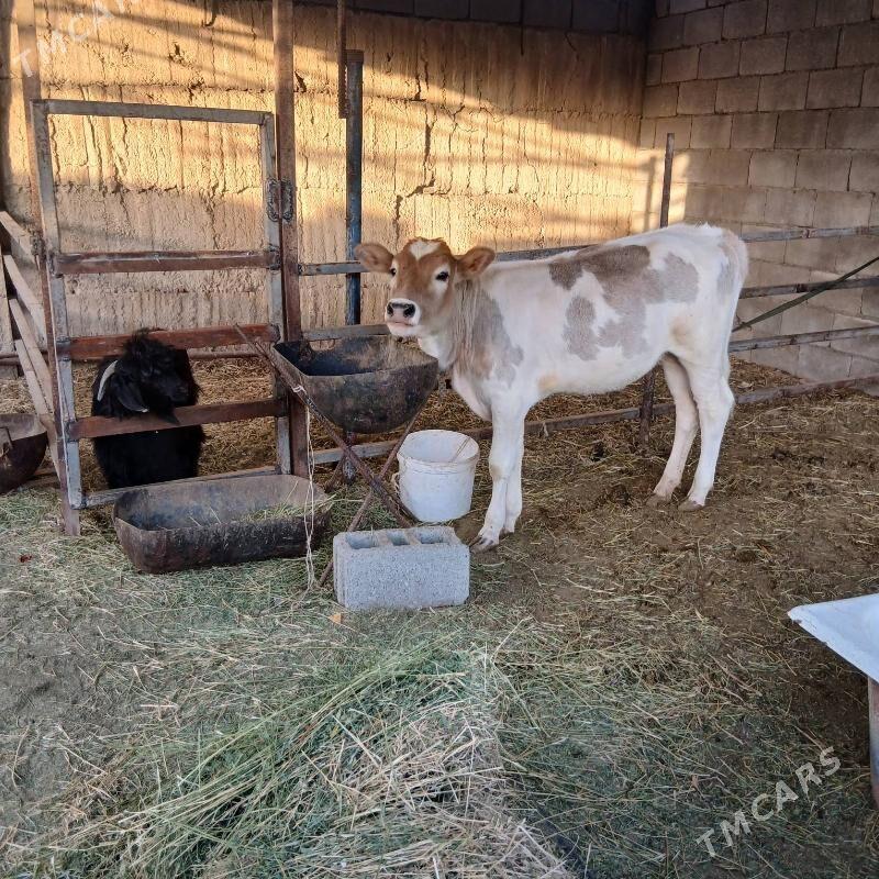 Tüwe - Gökje - img 2