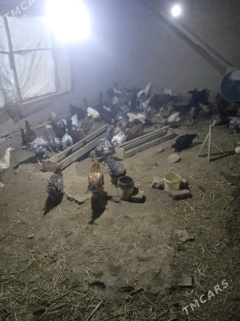 xoraz - Шабатский этрап - img 2