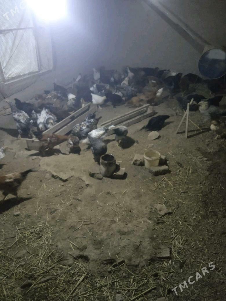 xoraz - Шабатский этрап - img 1