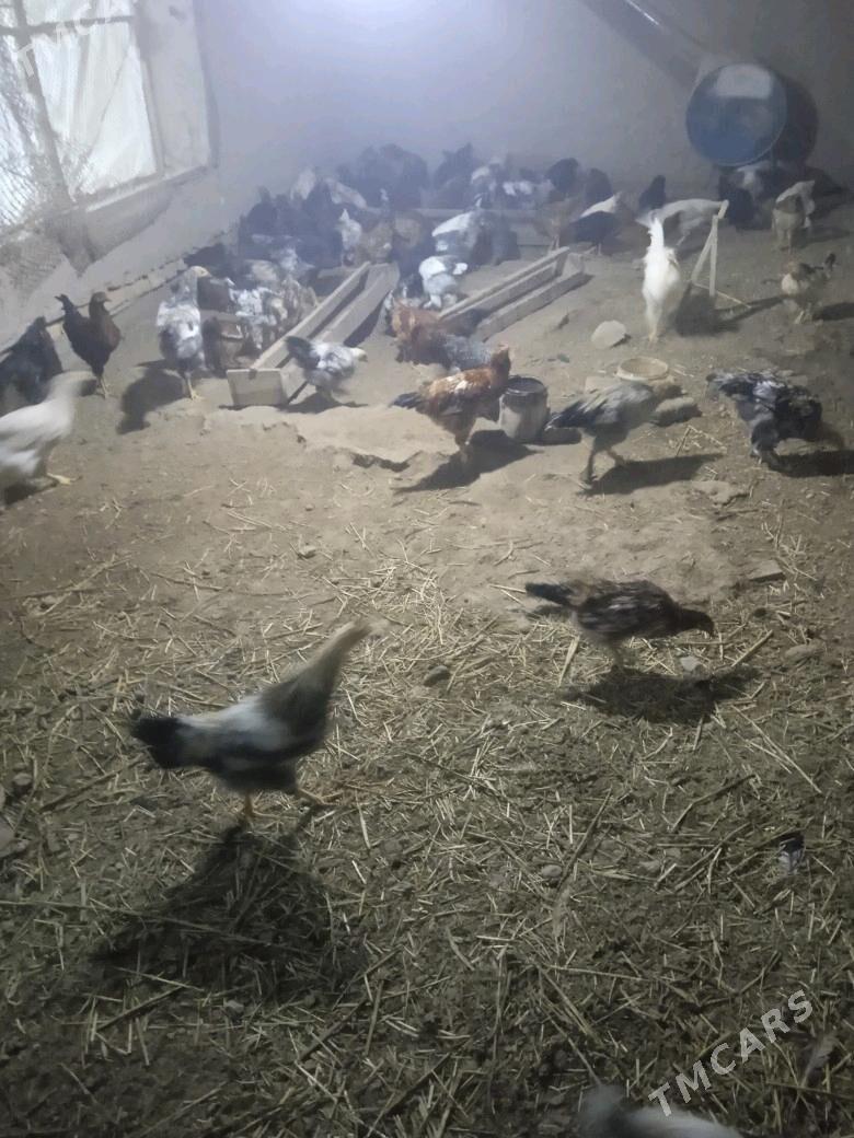 xoraz - Шабатский этрап - img 3