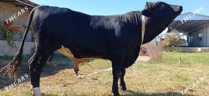 Okuz - Гёкдепе - img 2