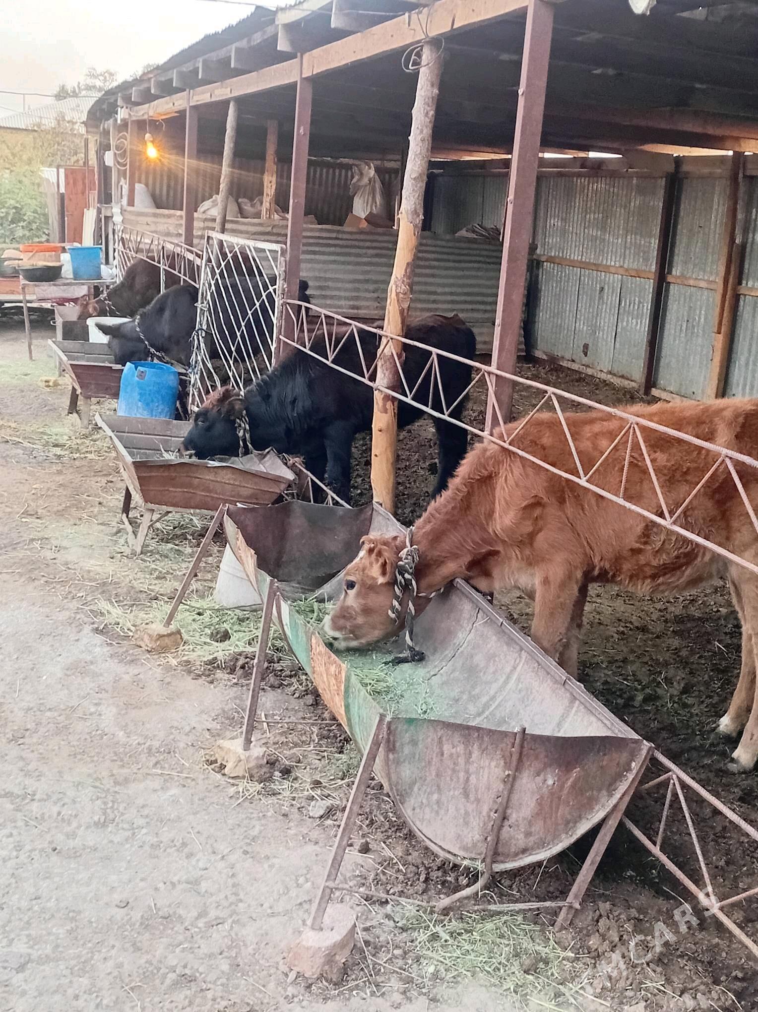 gulajyn göleler - Мары - img 3