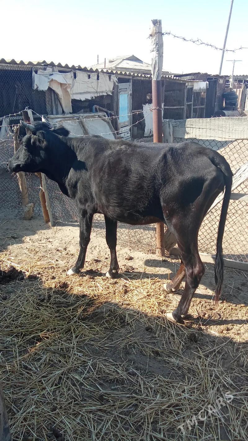 sygyr - Esenguly - img 1