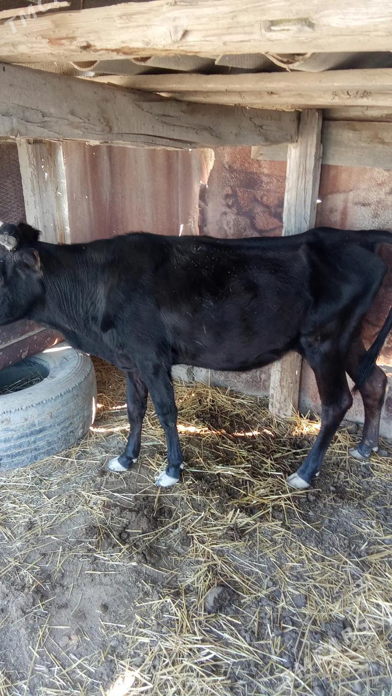 sygyr - Эсенгулы - img 4