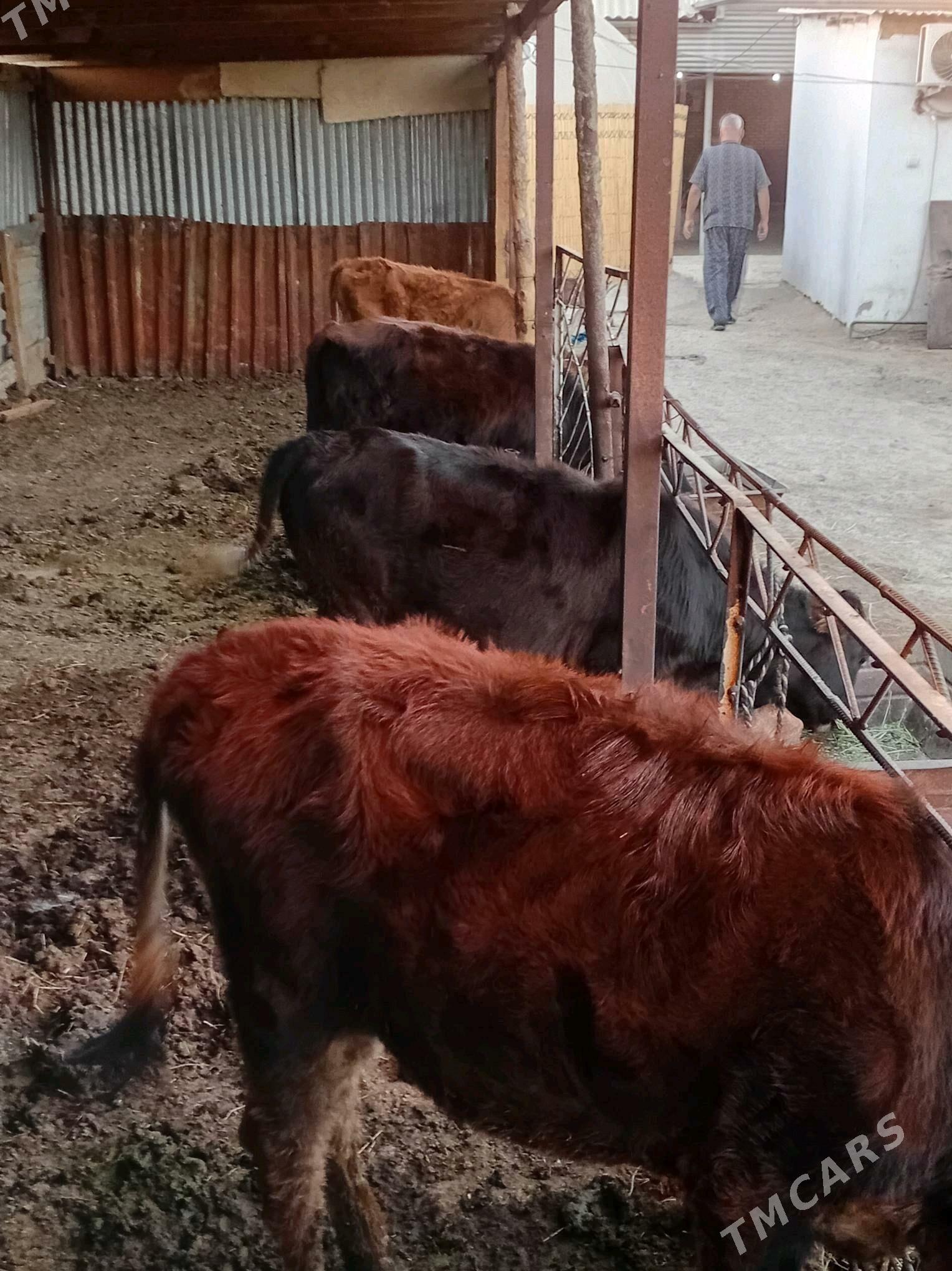 gulajyn göleler - Мары - img 4