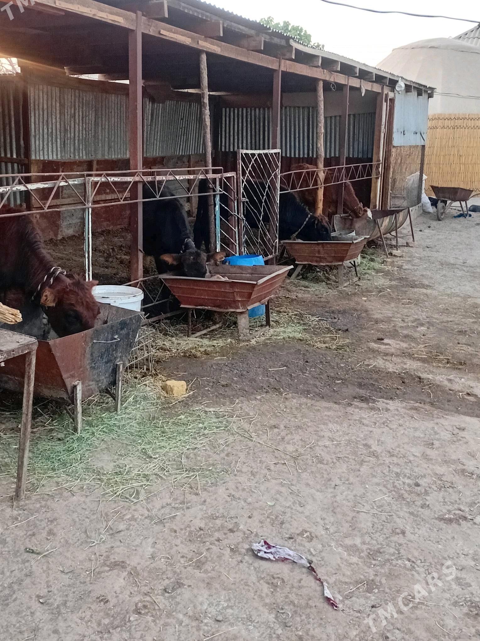 gulajyn göleler - Мары - img 6