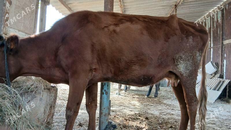 gara sygyr sary sygyr - Ак-Бугдайский этрап - img 1