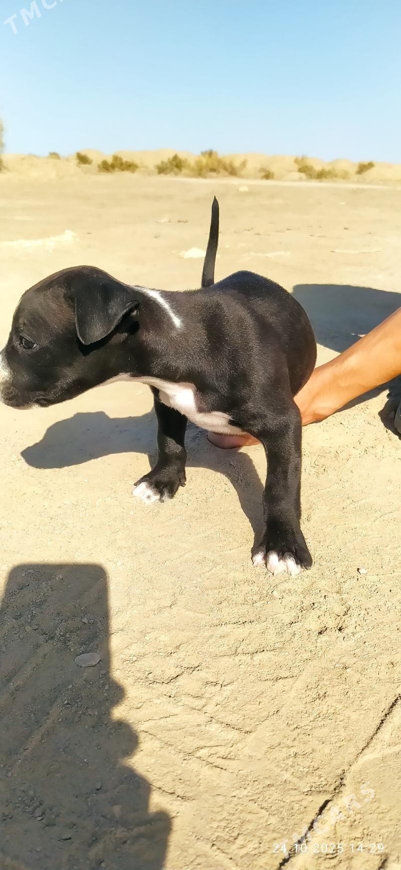 Pitbull - Сейди - img 3