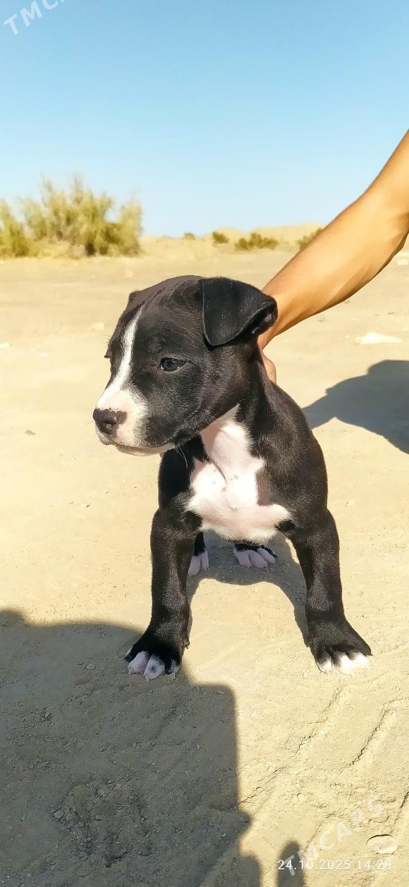 Pitbull - Сейди - img 4