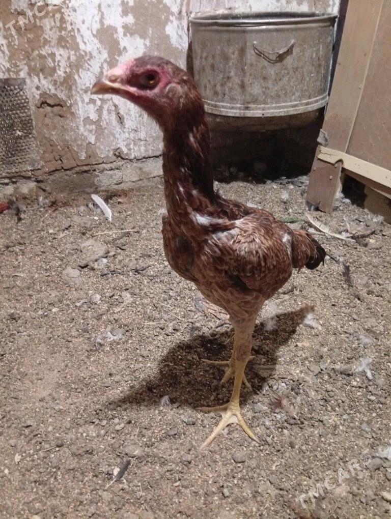 towuk - Wekilbazar - img 1