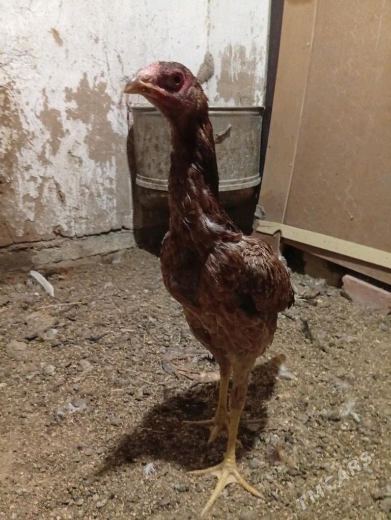 towuk - Wekilbazar - img 2