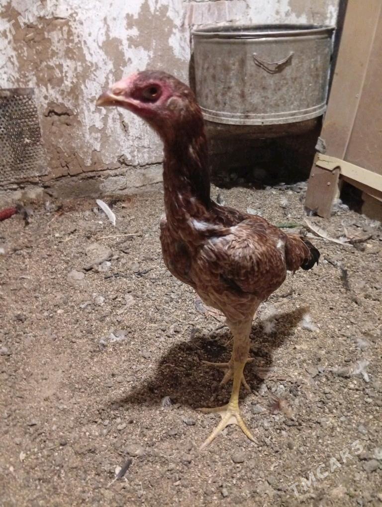 towuk - Wekilbazar - img 4