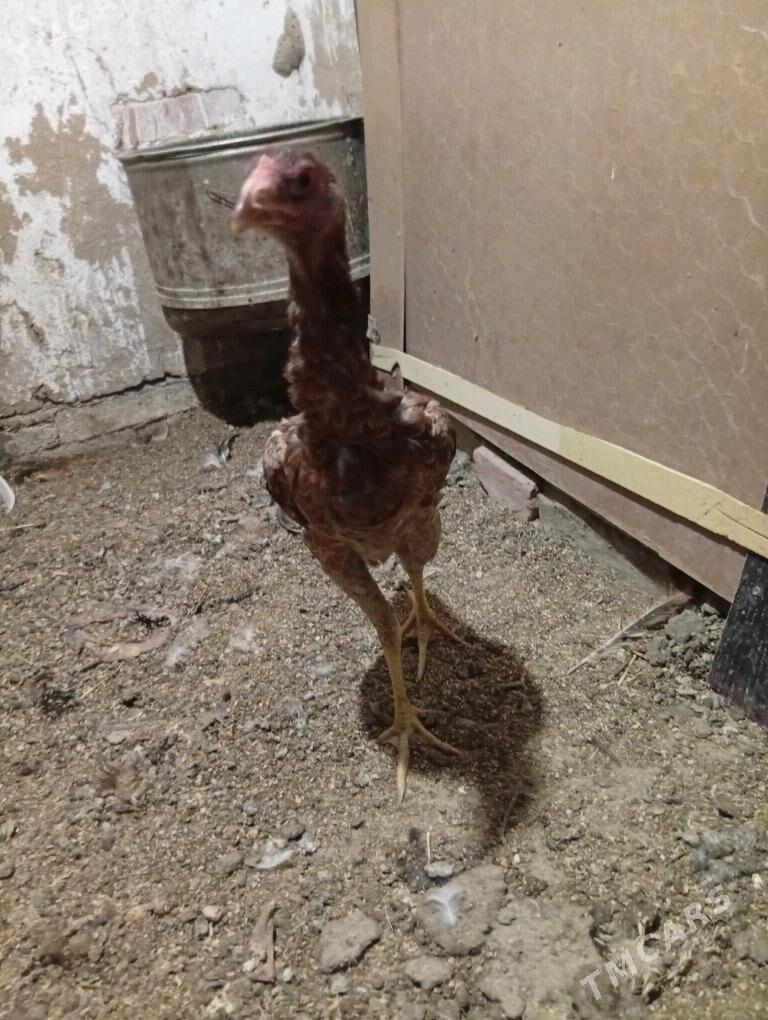 towuk - Wekilbazar - img 3