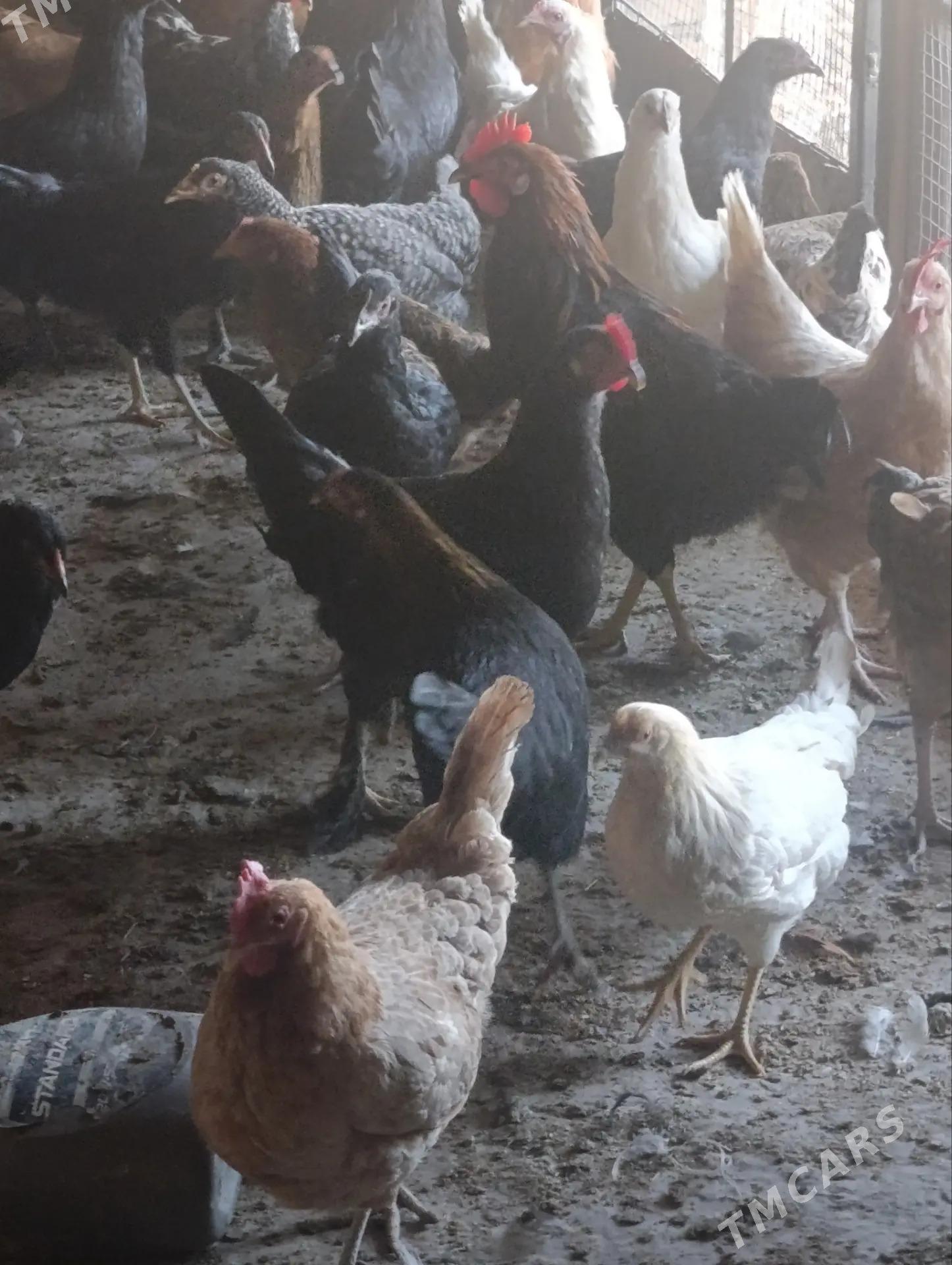 Yerli yaş towuklar - Saýat - img 1